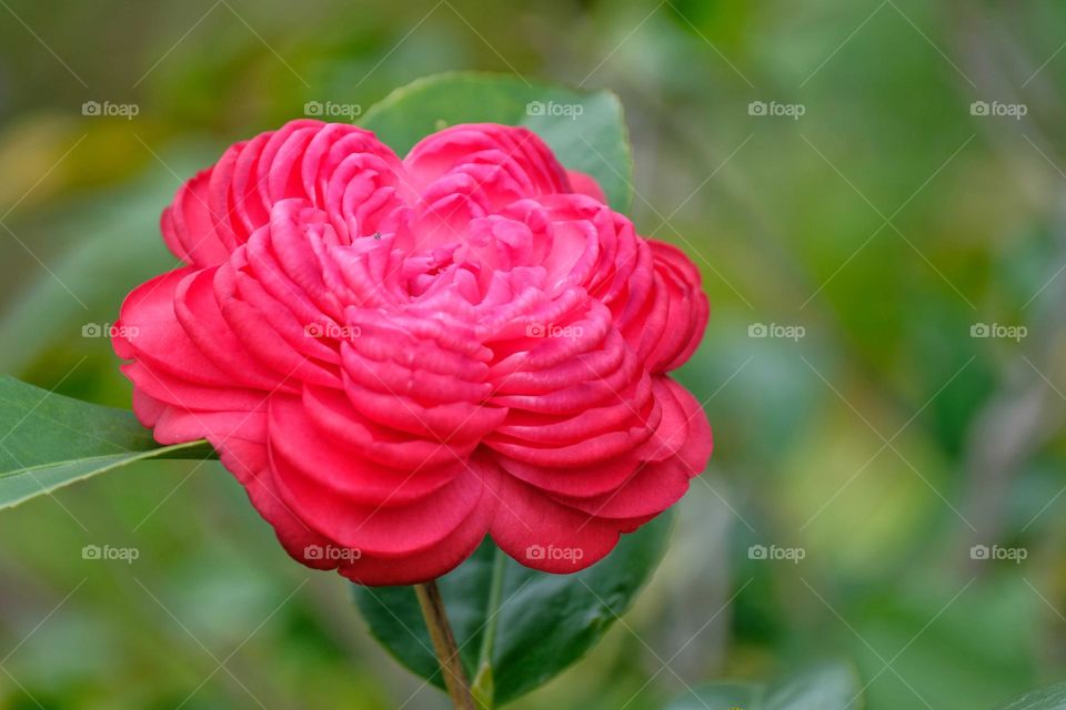 red flower