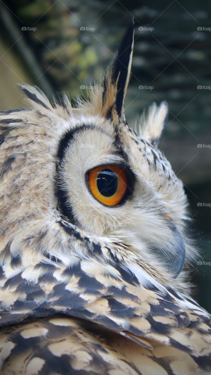 Owl 