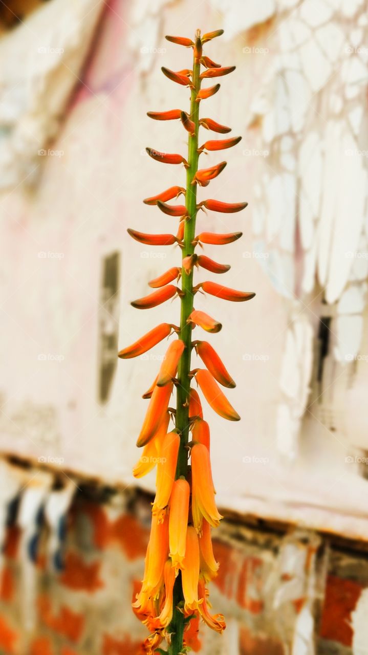 The inflorescence of Aloe vera is very unique and so pretty.