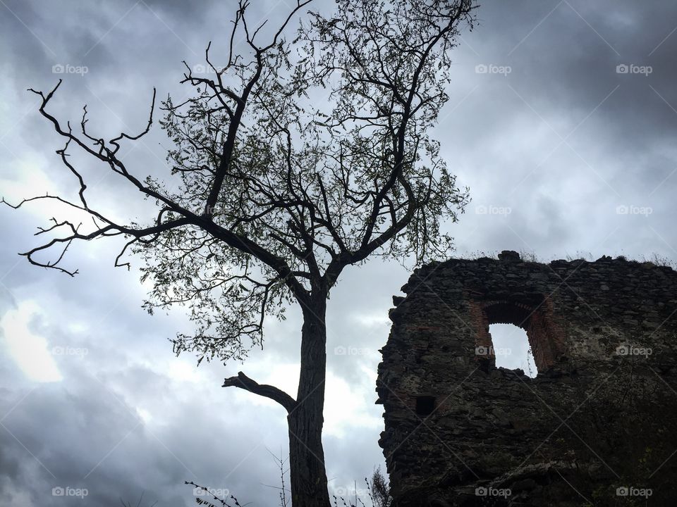 Single tree near abandoned house ruins