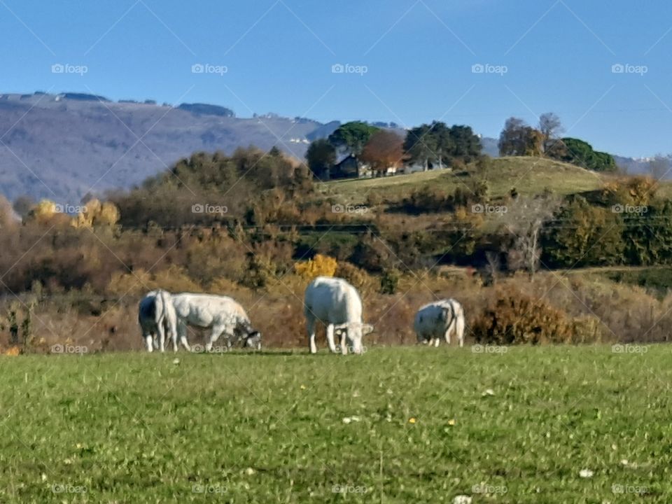 white cows on the hills in autumn