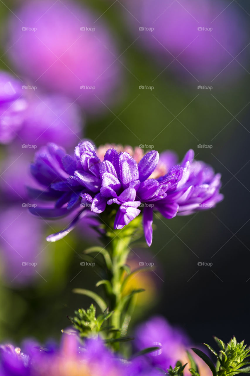 a sideways portrait of a wet aster. the purple flower gas a lot of water drops on its petals.