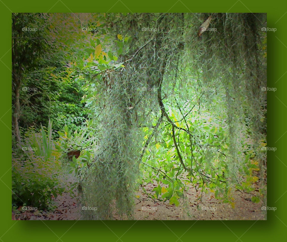 Spanish moss