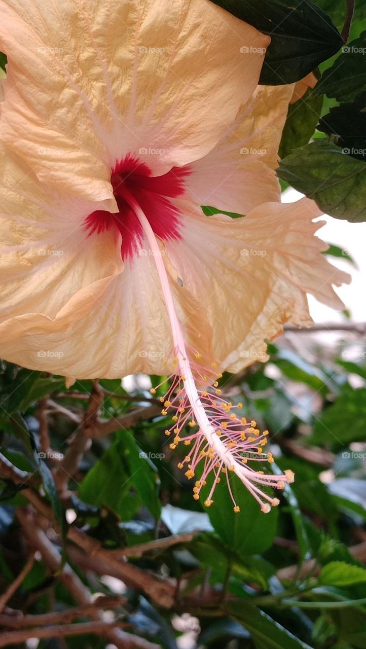 indian hibiscus flower with detailed explanation