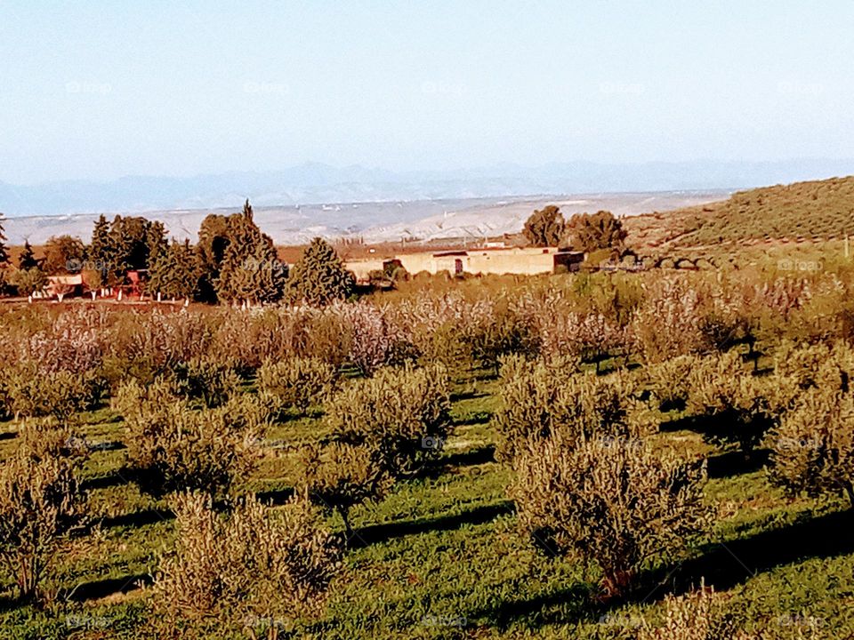 House's between the nature