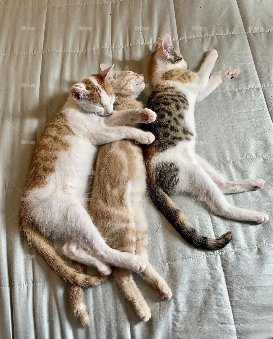 A litter of kittens sleeping together in a bed