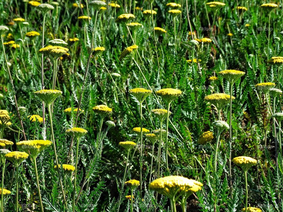 Yellow wildflowers in spring