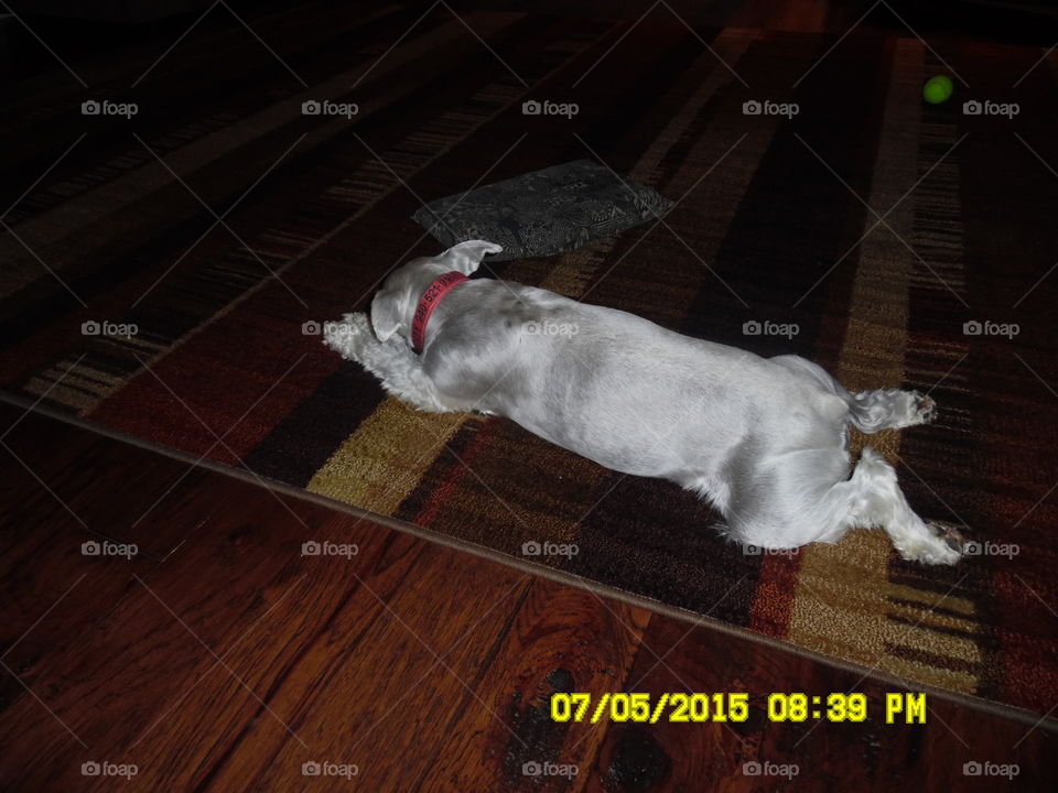 poor fellow tuckered out. This is my puppy 🐶 frosty who has been helping me mow the yard and I wore him plum out