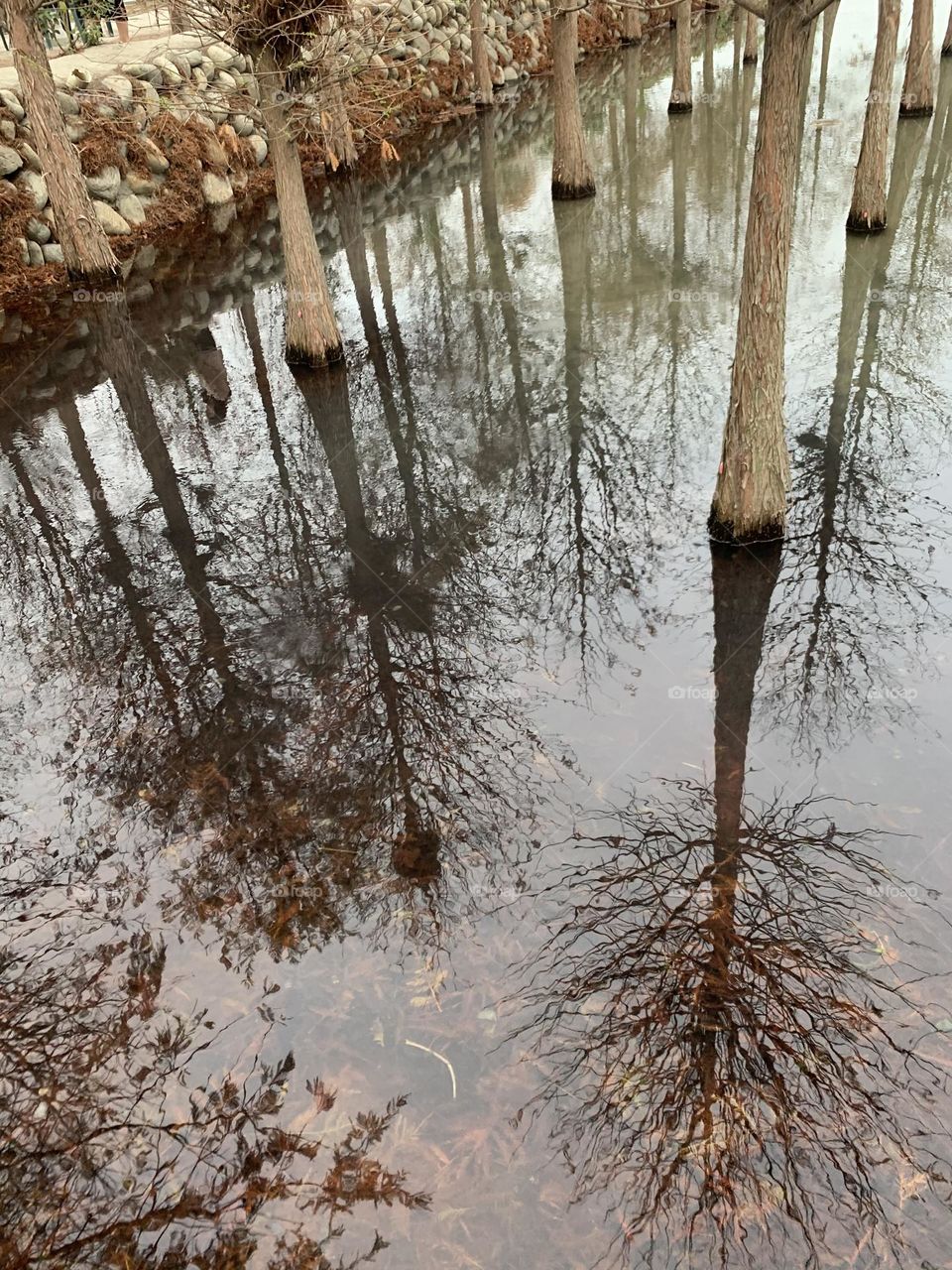 Tree reflection on the water
