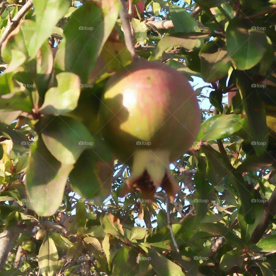 Pomegranate