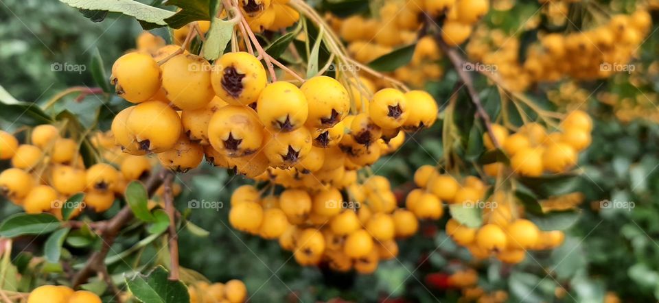 Yellow hawthorn twig