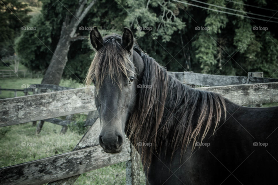 Portrait of a horse