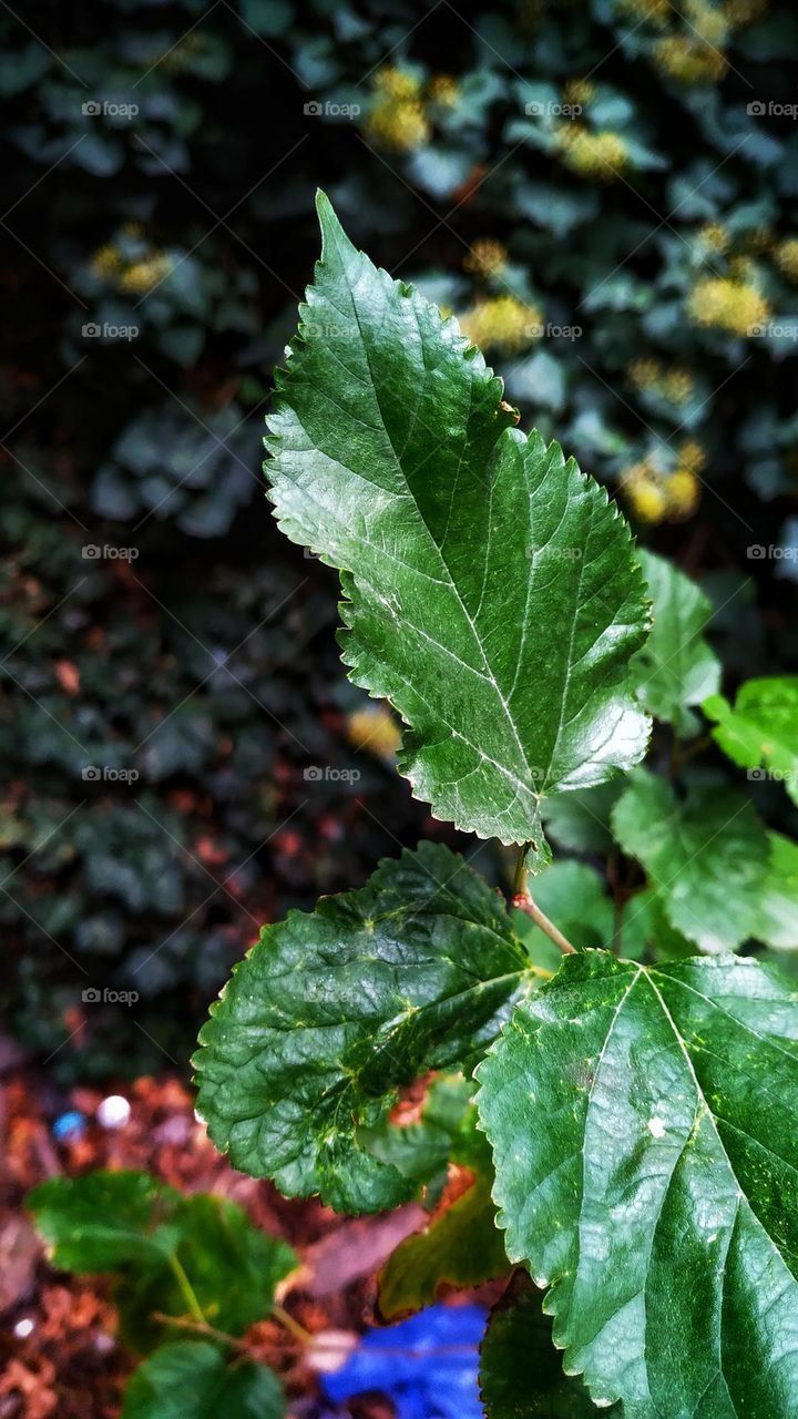 green leaves