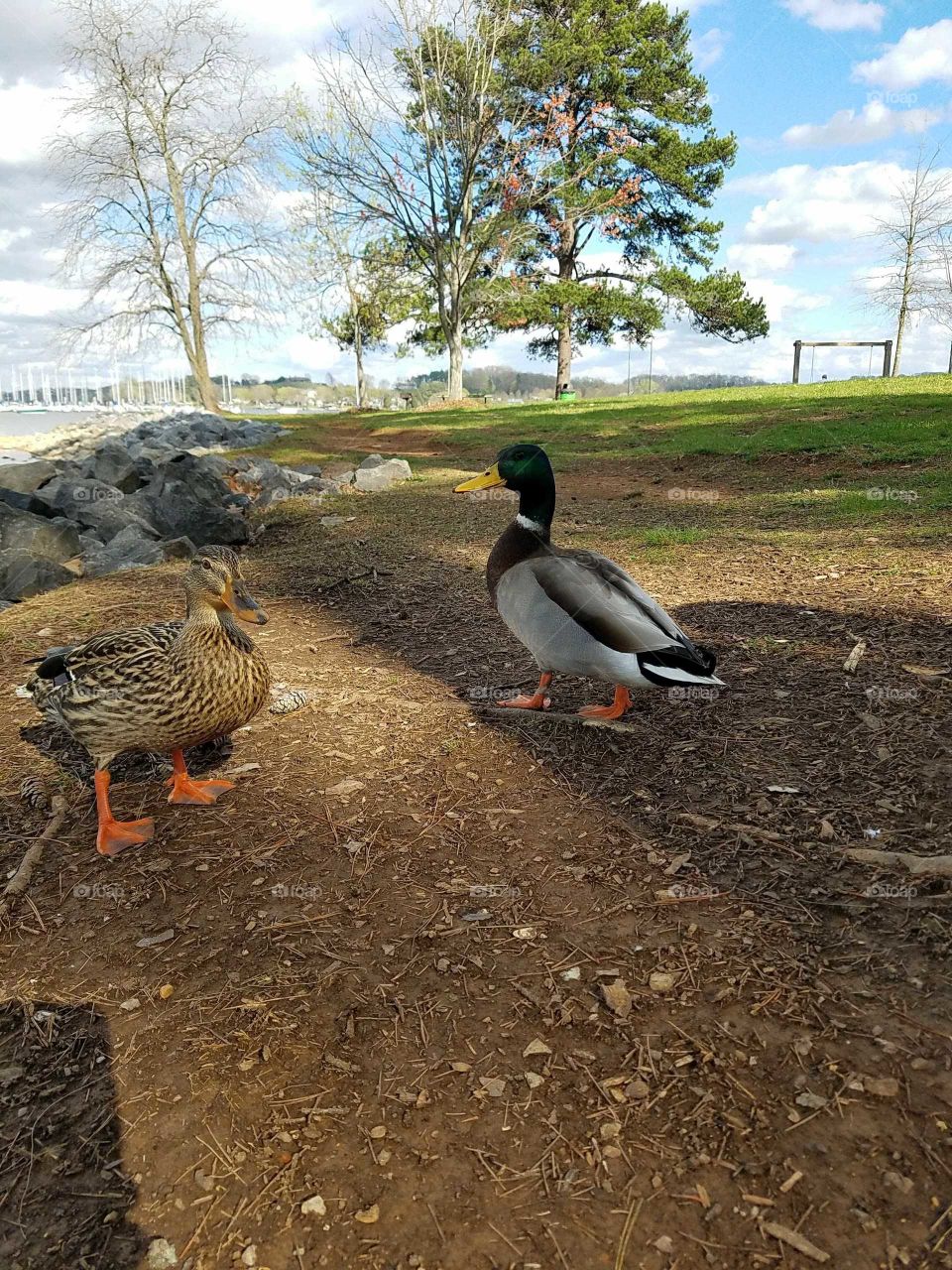 Duck pals