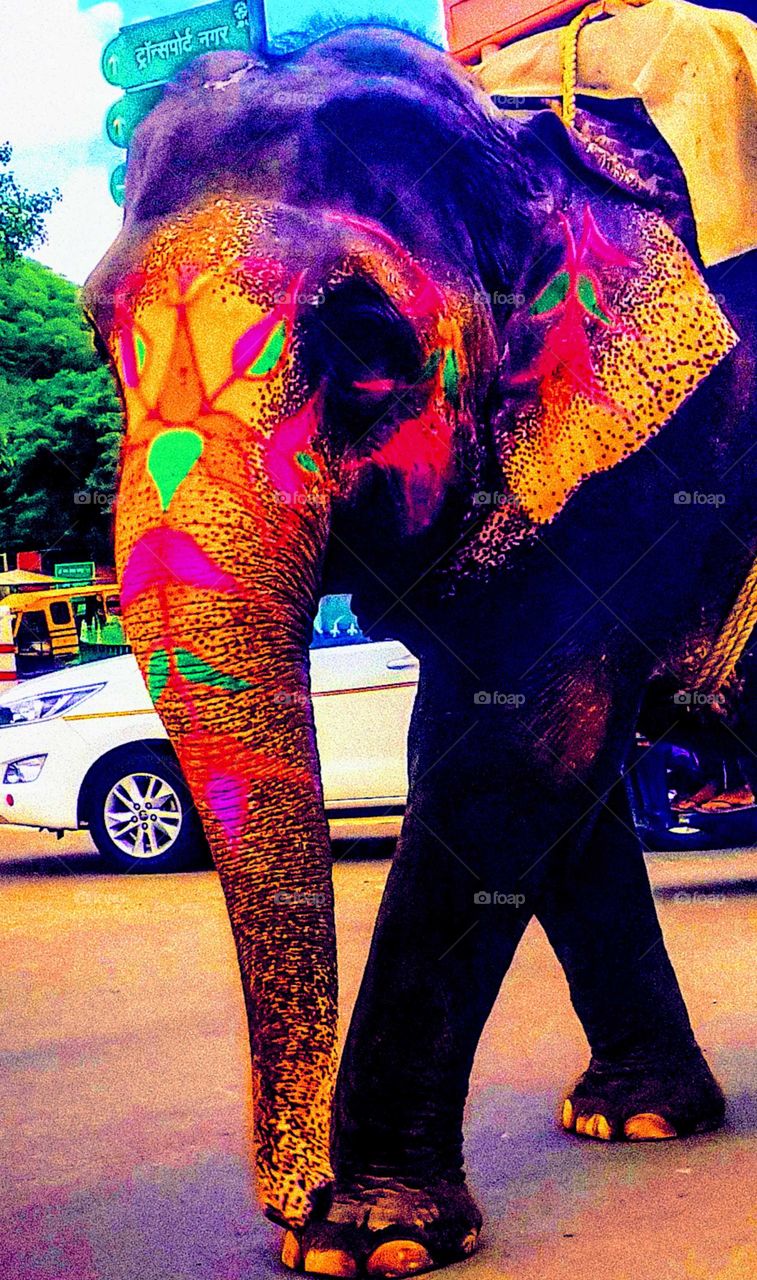 colourful elephant