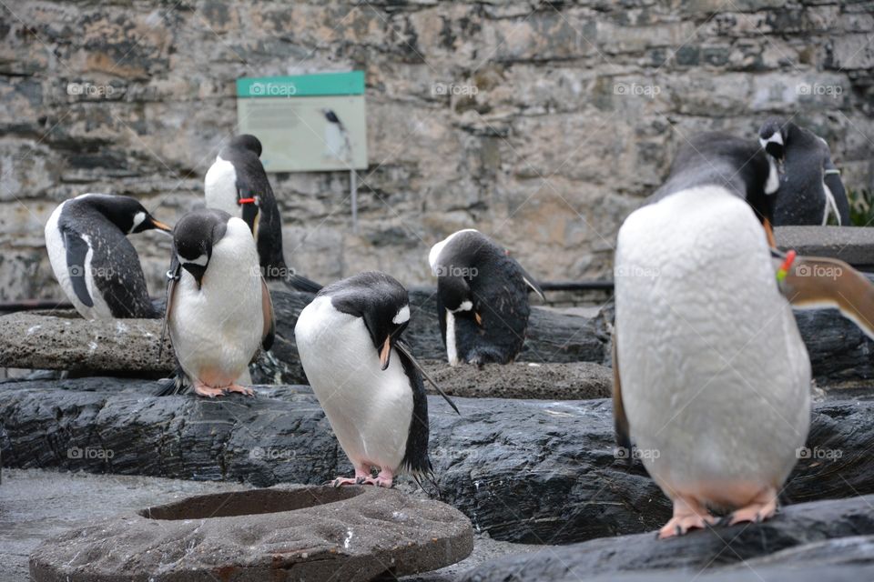 A colony of penguins 