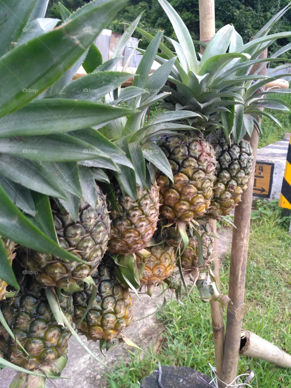 Pineapple