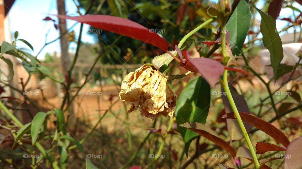 Uma flor 🌹 seca ao sol.