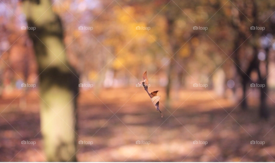 regents park london leaf autumn floating by capturedshutter