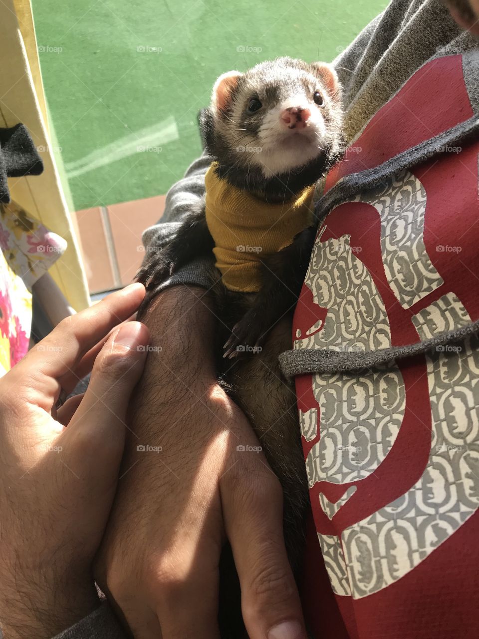 Ferret with cozy sweater. Those eyes are adorable.
