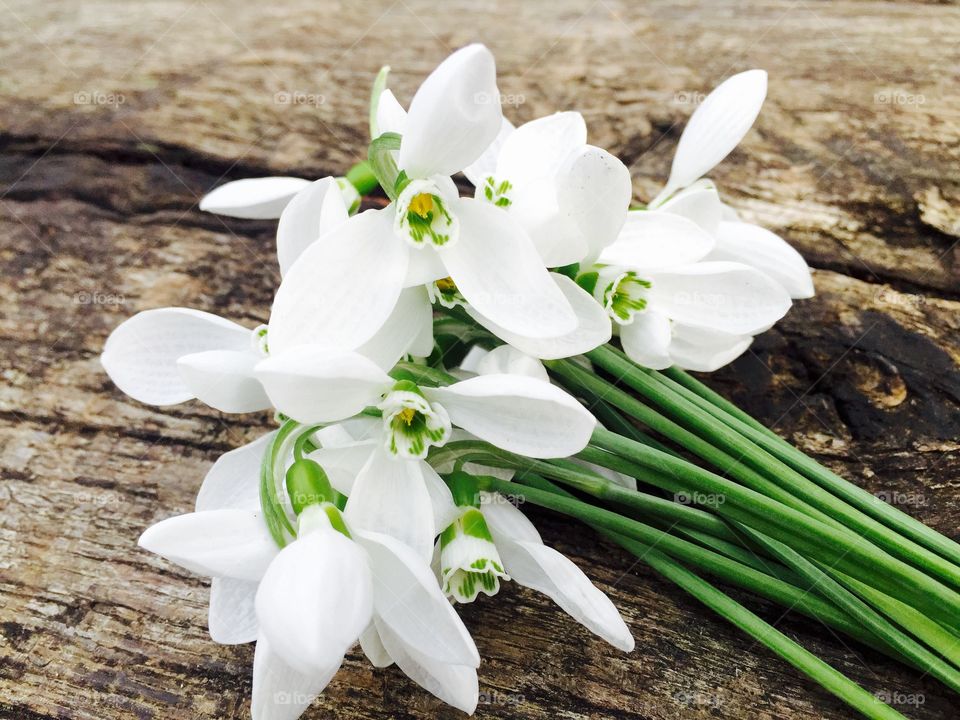 Bunch of Snowdrops on wooden table