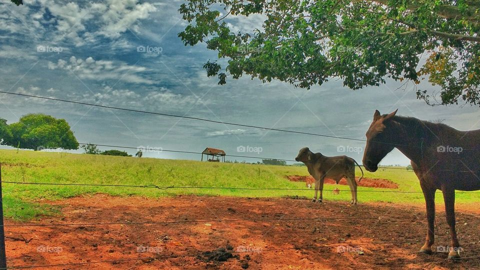 Na fazenda