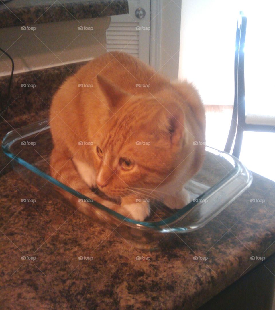 Orange Kitty in the Baking Dish