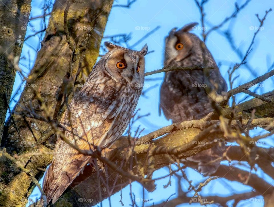 owls on tree