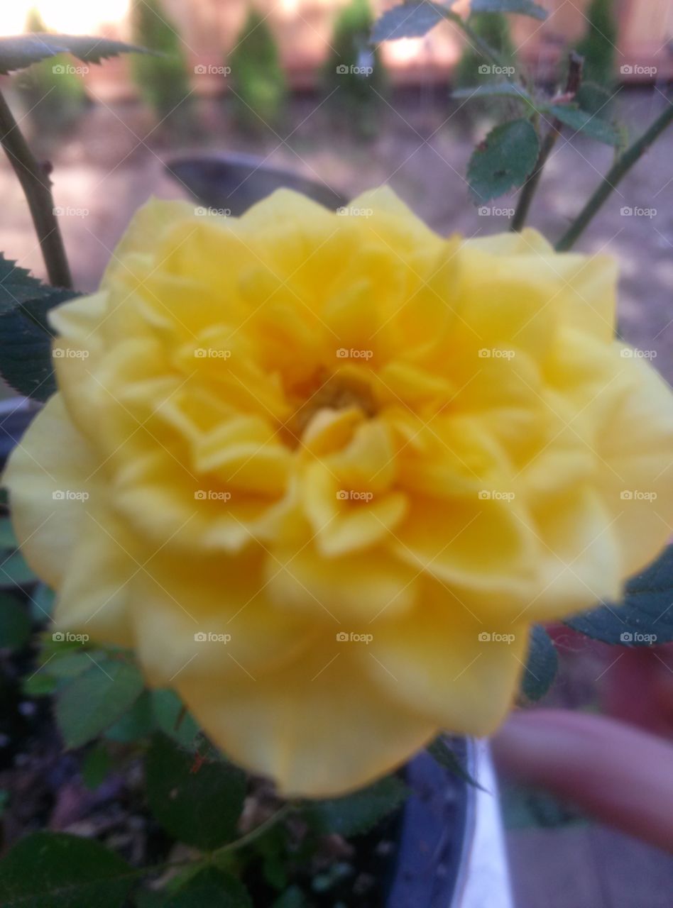 yellow. flower