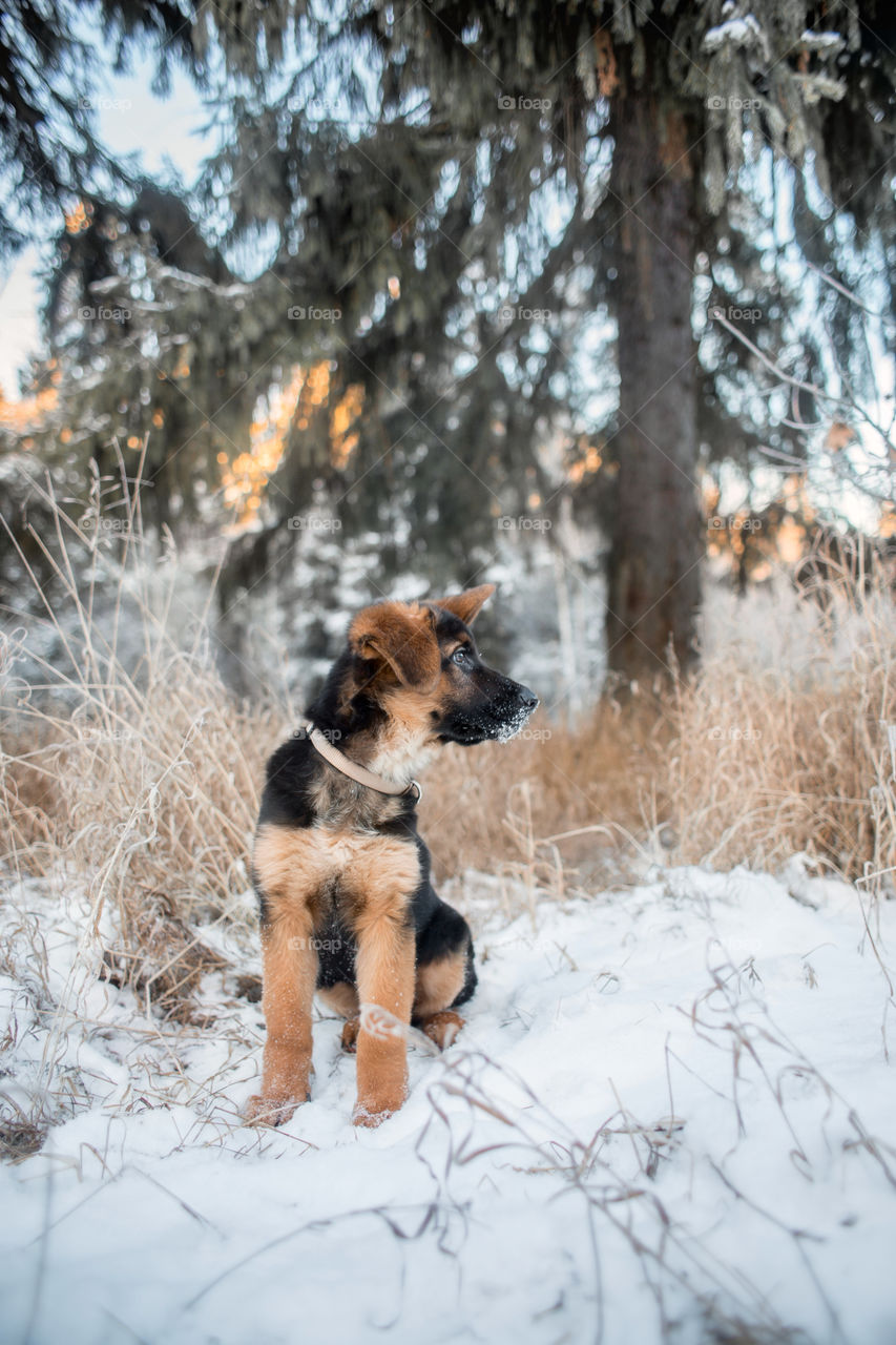 German shepherd puppy in a winter park 