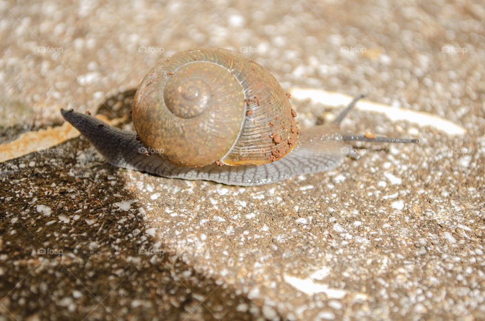 Facing Snail On Concrete