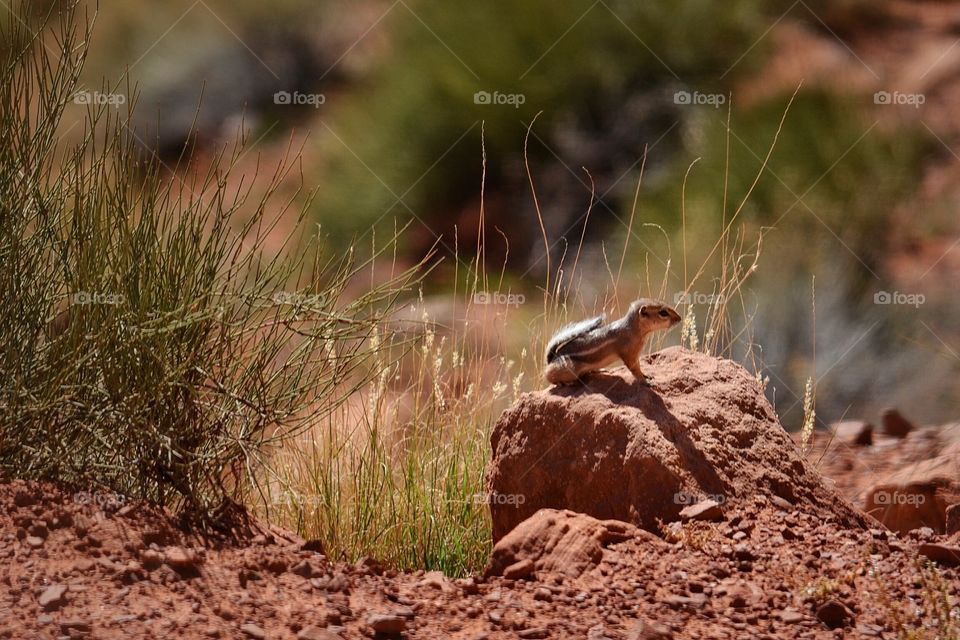 Chipmunk in the Southwest 