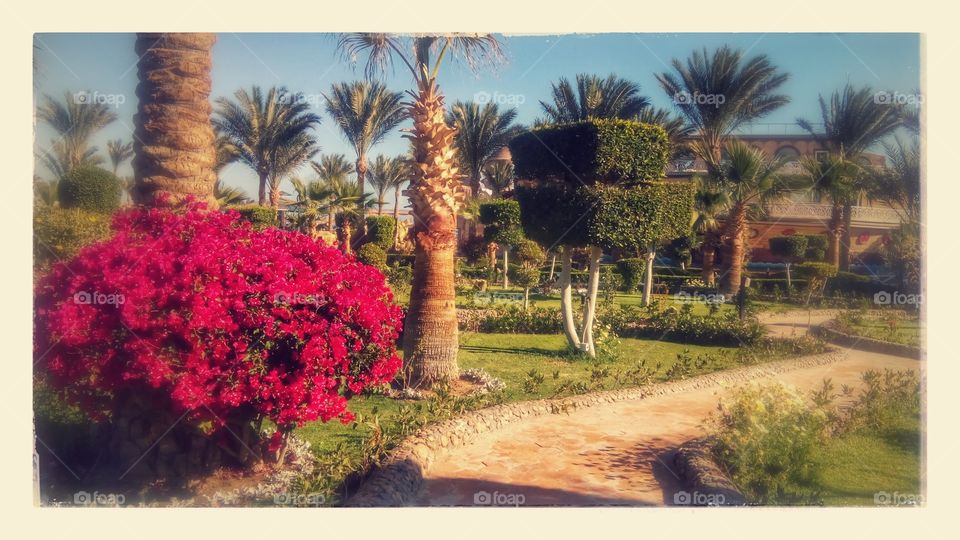 Beautiful card from tropical country. Egypt landscape