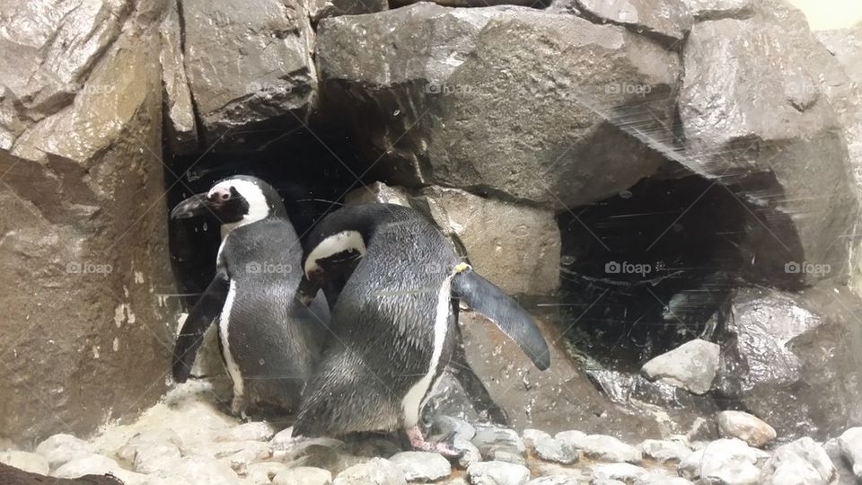 penguins