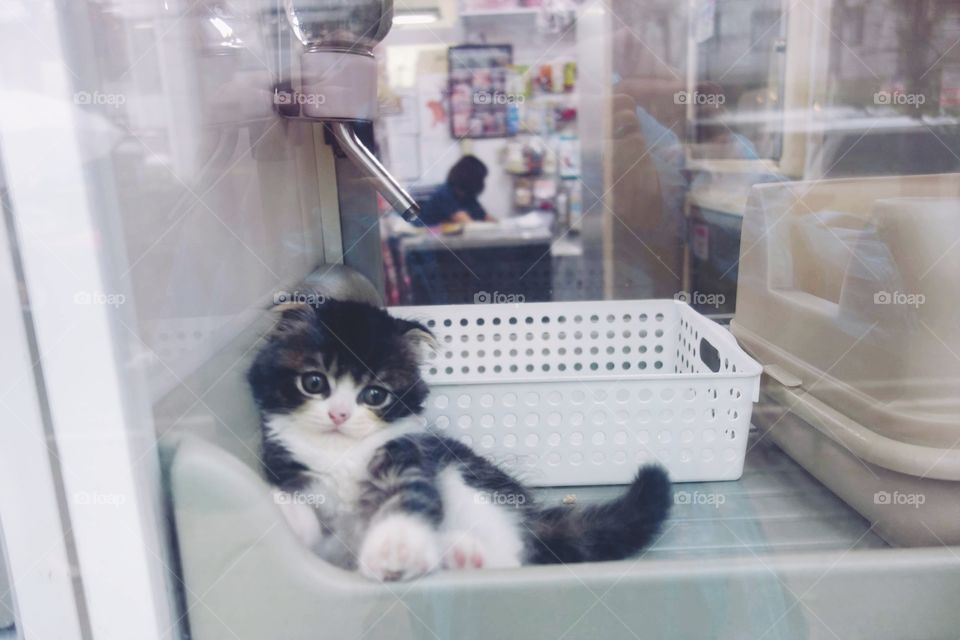 Cats shouldn't live like hamsters! Cruelty of the japanese pet shop.