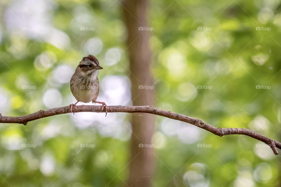 A lonely little Chipping Sparrow offers up some twig space for a little company. 