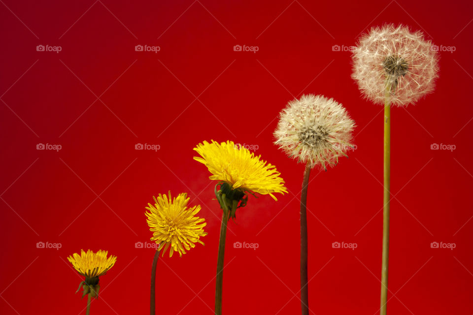 Horizontal close-up object photography of an evolution of dandelion flower from beginning of blooming with yellow head full of numerous of petals till full-blown round head full of white pappus with seeds on the red background