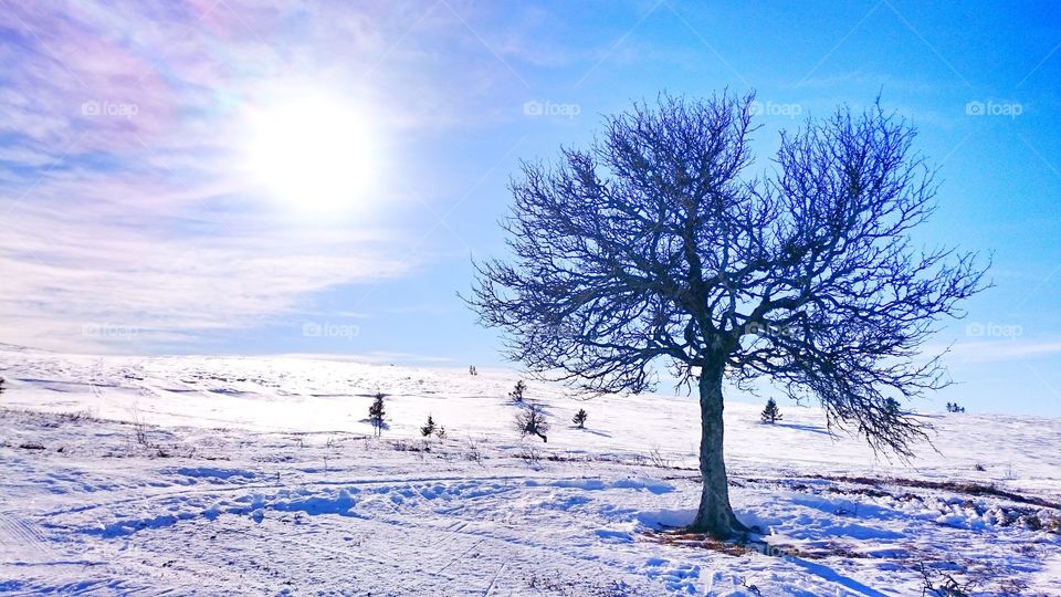 Snowy Mountains