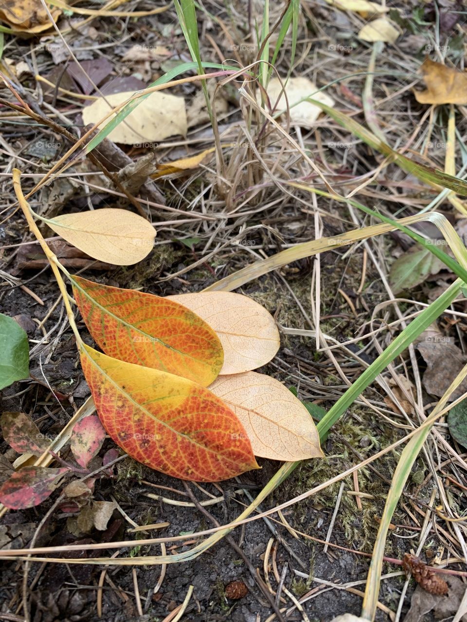 Leaves on the forest floor 