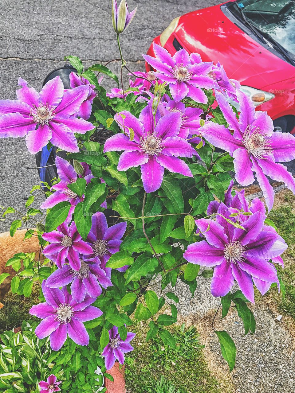 The clematis have overrun my mailbox... 