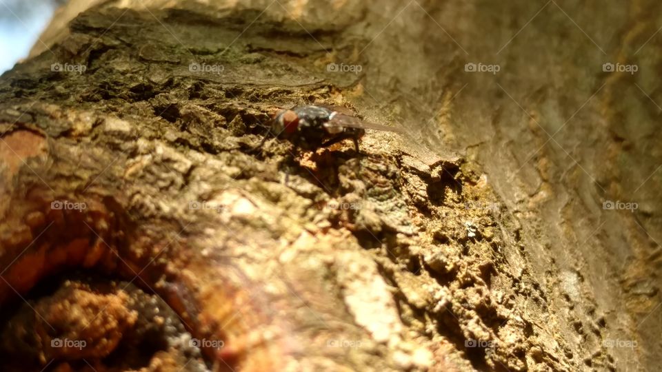 Insect, Invertebrate, No Person, Nature, Wood