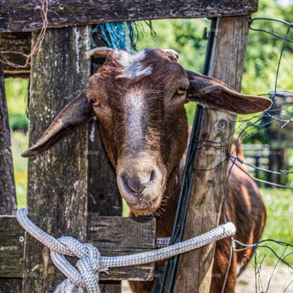 A brown nanny goat pokes her head through a gap in a wooden fence, the background is blurry green, pasture