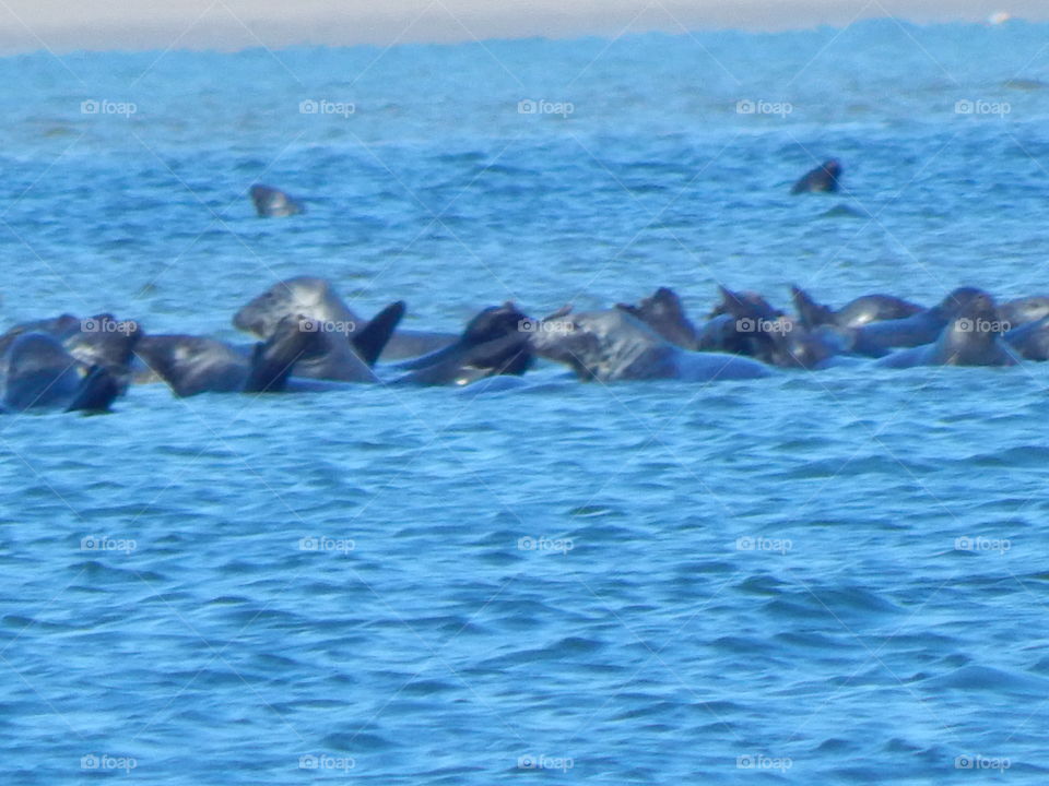 Seals in Cape Cod Harbor
