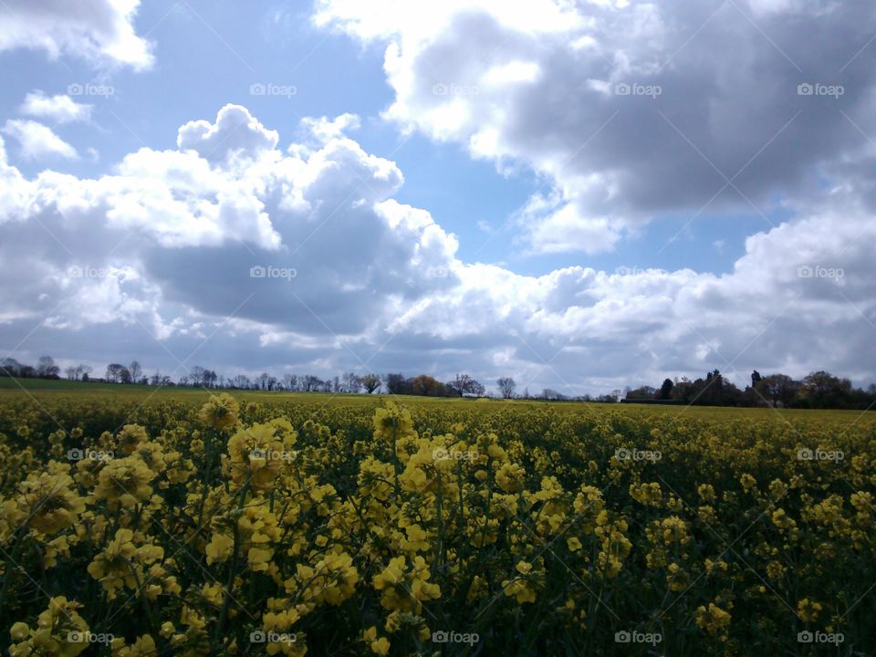 Yellow flowers white clouds blue sky