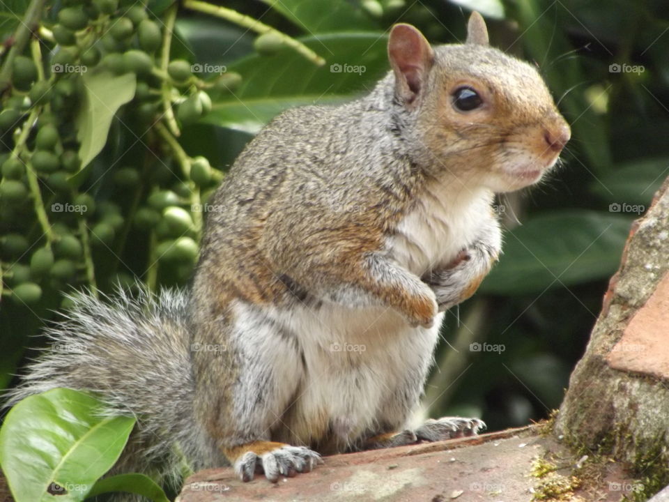 Squirrel Sat On The Roof