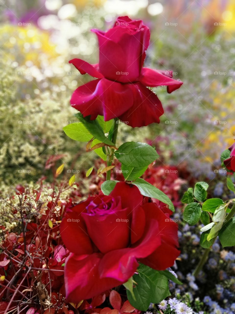 Beautiful red roses