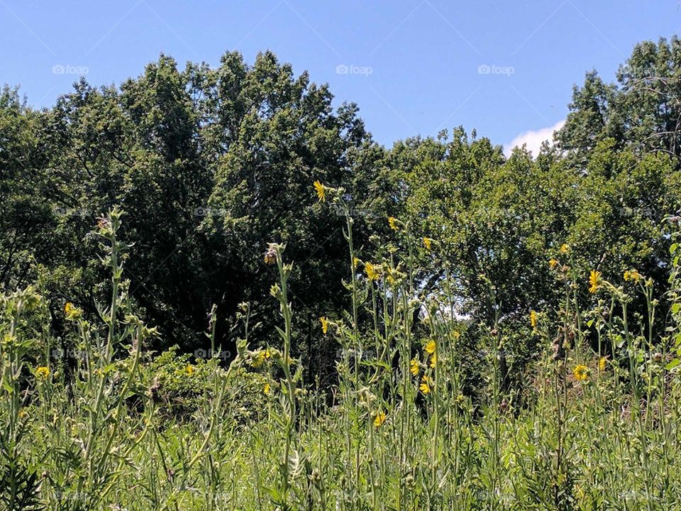 sunflowers