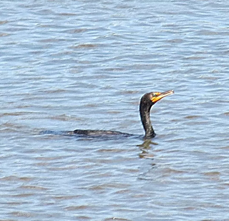 Double crested Cormorant bird