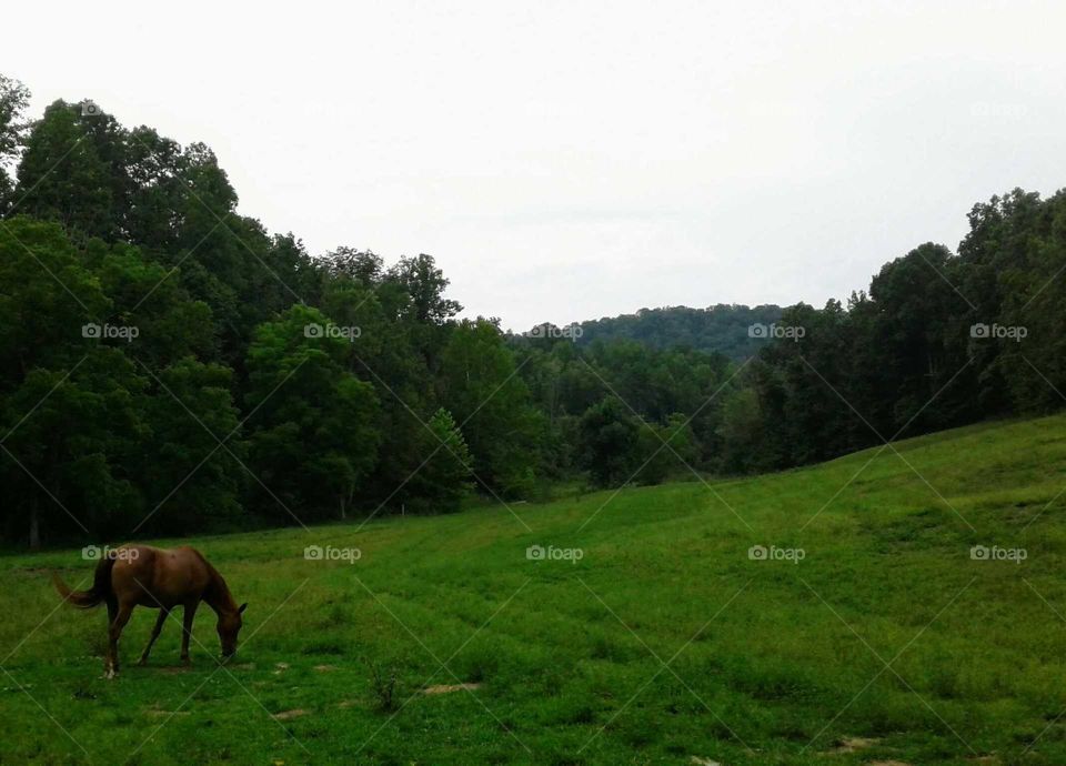 Grazing Horse