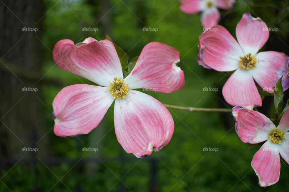 Pink flowers blooming at garden